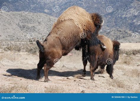 Buffalo Bison Mating Stock Photo Image Of Ruminant Mate 50446180