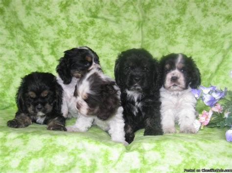 The american cocker spaniel and the english cocker spaniel. Cocker Spaniel Puppies AKC Champion Bloodline for Sale in ...