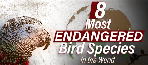 8 Most Endangered Bird Species In The World Wenaturalists