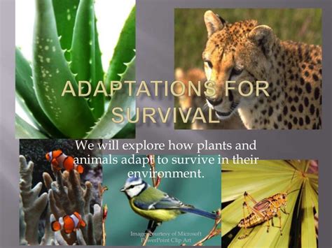 Adaptations For Survival