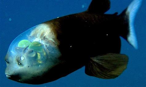 The Barreleye The Weirdest Fish In The Ocean The Green Orbs Are Its