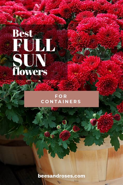 Best Full Sun Flowers For Containers ~ Bees And Roses