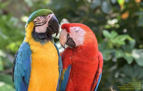 Couple Of Parrots Parrot Animals Couples