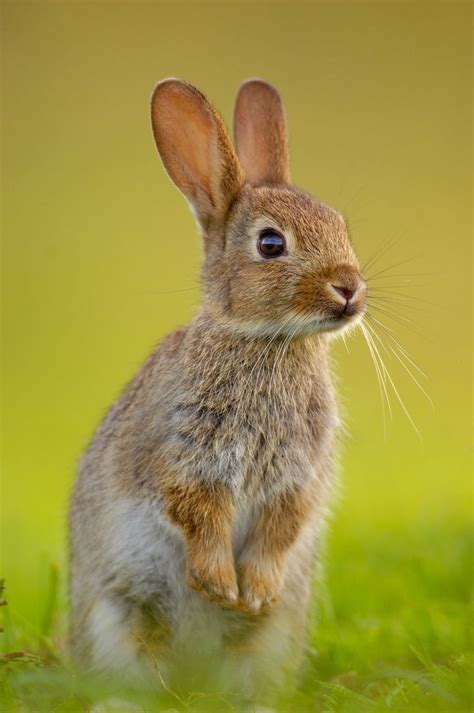 Nice Cute Baby Rabbits Photos Love It Check More At Dougleschan