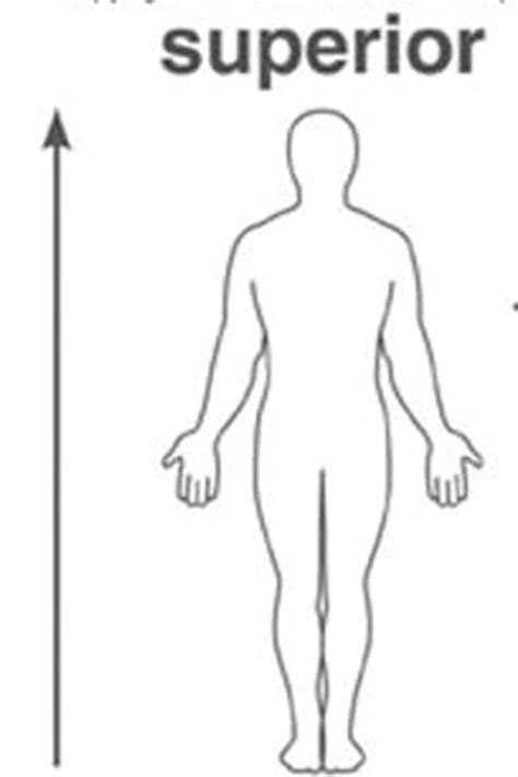 Anterior Anatomical Position