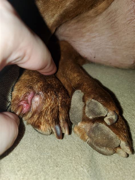 How to care for a broken toenail healthfully? I have a dog who broke a toenail off at the quick and it ...