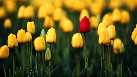 Tulip Wallpapers 63 Pictures