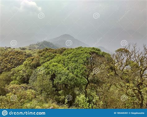 Mountain Slope And Dense Forest In Kerala Stock Image Image Of