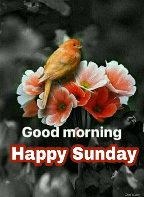 Top Good Morning Happy Sunday Images Hd Pictures For Whatsapp