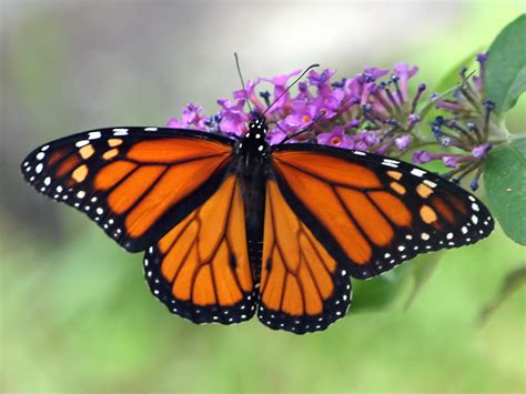 Male Monarch Butterfly Images