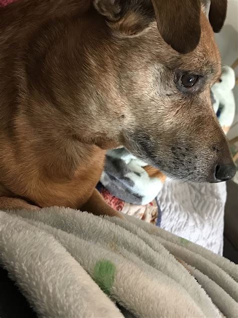 My 10 Year Old Chihuahua Mix Rocky Has A Swollen Mass Under His Jaw