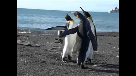 Funny Penguin Fight Youtube