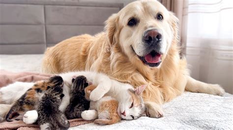 Golden Retriever Protects Mom Cat With Baby Kittens Youtube