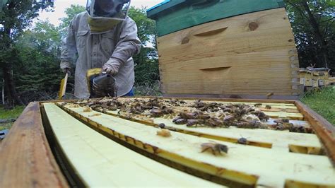 Beekeeper Finds Russian Honeybees Uniquely Suited To Wisconsin Wisconsin Life
