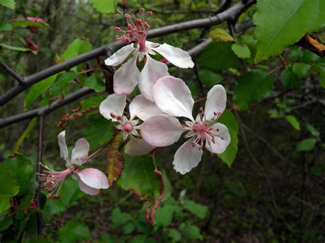 Malus Coronaria Rosaceae