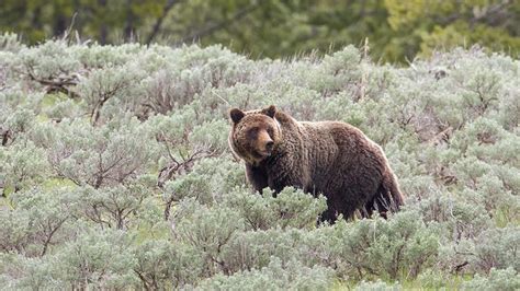Yellowstone Grizzly Bears Lose Endangered Species Protections Grizzly