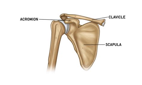 Human Shoulder Anatomy Anatomy Of The Shoulder Joint