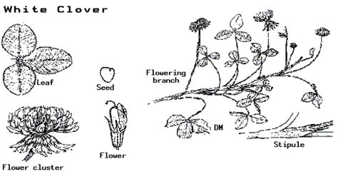 White Clover Diagram
