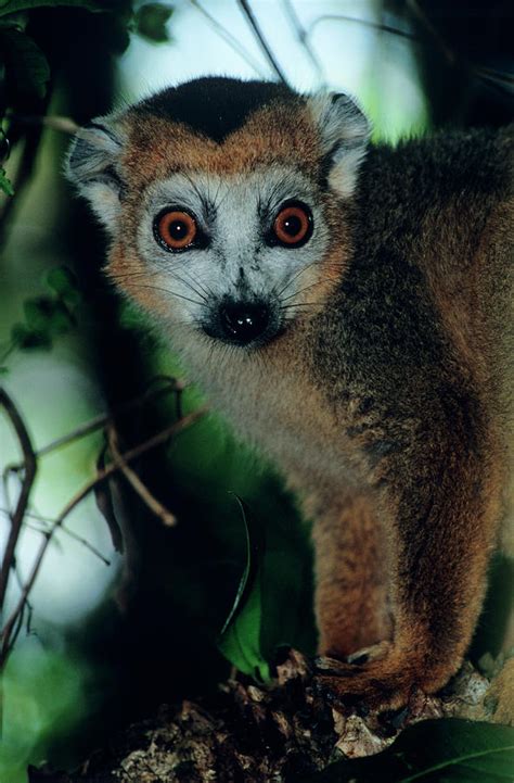 Crowned Lemur Photograph By Tony Camachoscience Photo Library Fine