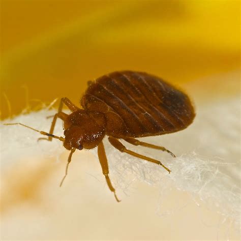 Arrow industrial pest control 4720 jones creek rd. Pest Control - Arrow Industrial Pest Control
