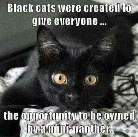 Is True Cats Black Cat Crazy Cats