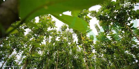 Pohon Jati Tectona Grandis Pohon Penghasil Kayu Berkualitas Tinggi