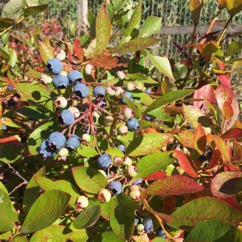 5 pot grown blueberry bush mix all seasons collection bmix2 scotplants direct uk