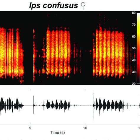 Spectrogram Top Waveform Bottom And Mean Spectrum Right Of