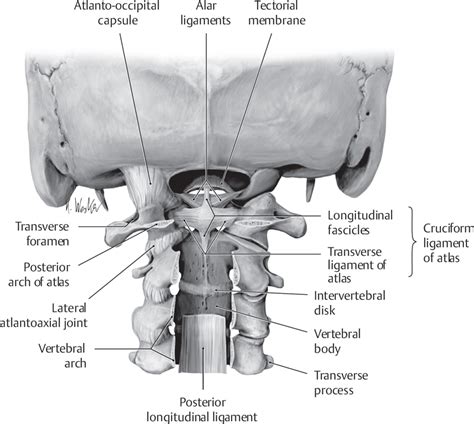 Craniovertebral Junction Neupsy Key