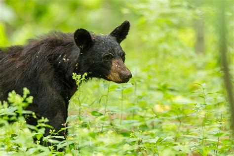 american black bear nps n lewis shenandoah national park flickr