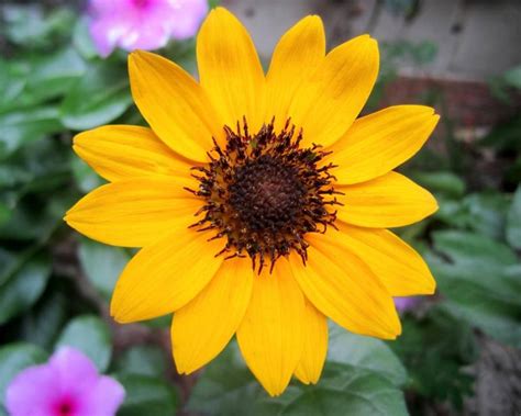 The flower is black in colour and it is incredibly very beautiful. Very beautiful flowers photos