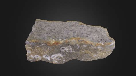 Fossiliferious Limestone Download Free 3d Model By Digital Atlas Of