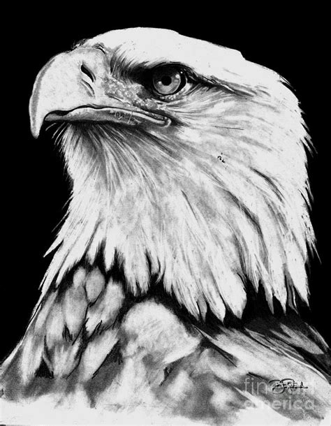 Bald Eagle Drawing By Bill Richards Fine Art America