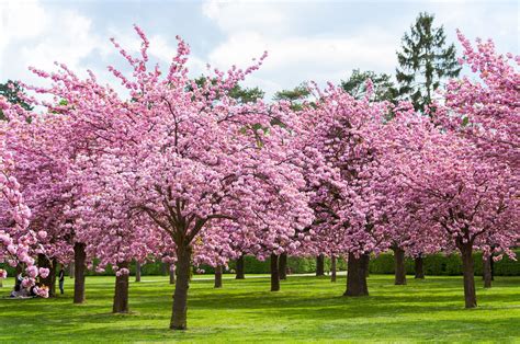 Fruit Trees Home Gardening Apple Cherry Pear Plum Cherry Blossom