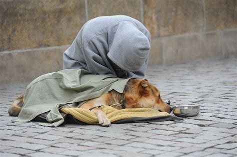 Homeless Animals In Our City