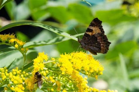 In order to invite butterflies in your butterfly garden, you will first need these two things: 30 Best Flowers to Grow That Attract Bees and Butterflies ...