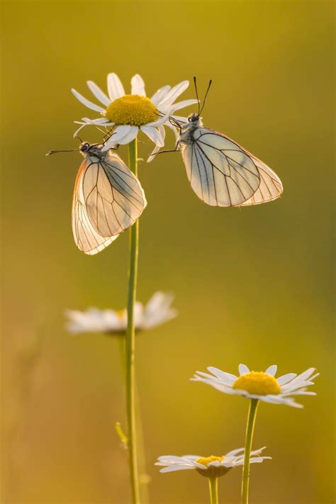 Two Butterflies Sitting On Top Of White Flowers