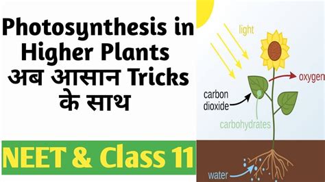 Biology Class Neet Biology Photosynthesis In Higher Plants Dr