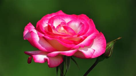 Beautiful Rose Flowers Wallpapers 52 Images