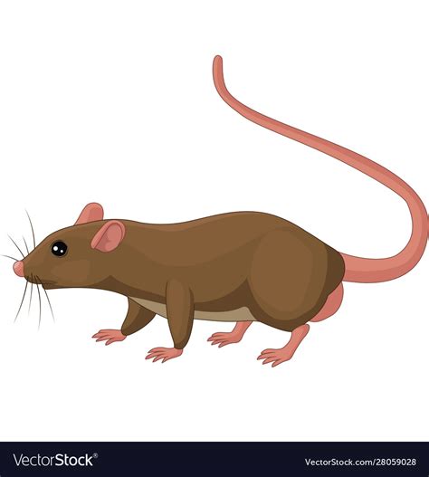 Cartoon Rat On White Background Royalty Free Vector Image