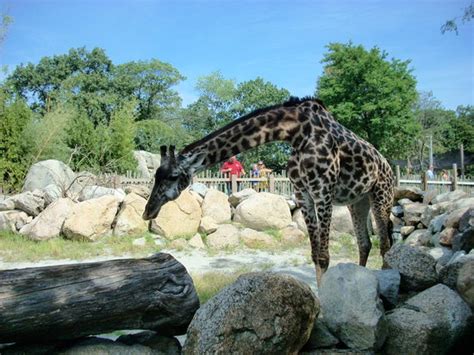 Roger Williams Park Zoo Providence All You Need To Know Before You