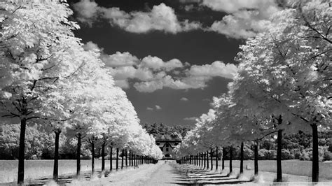 We present you our collection of desktop wallpaper theme: Trees Along The Road Black And White Ultra HD Desktop Background Wallpaper for 4K UHD TV ...