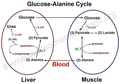 The Glucose Alanine Cycle Is Used Primarily As A Mechanism For Skeletal