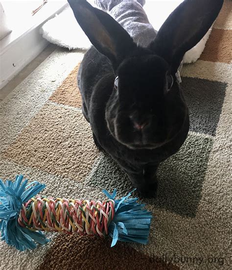 Bunny Takes A Nice Photo With His New Toy Before Nibbling It Apart — The Daily Bunny