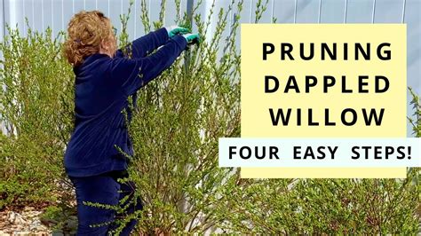 Pruning Dappled Willow In Four Easy Steps Salix Hakuro Nishiki YouTube