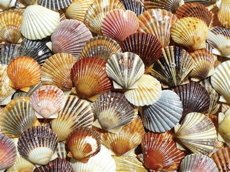 Like all of your puzzles are sold out on your website, so i can't purchase more. Bay Scallop Beauties / Jigsaw Puzzle