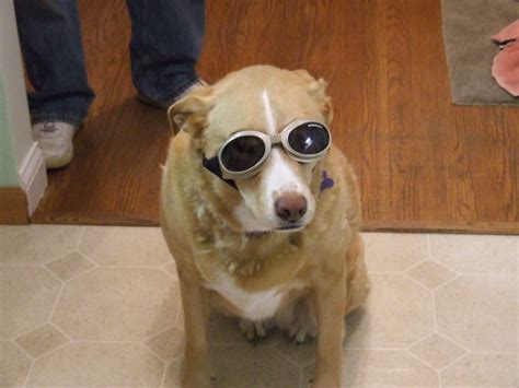 My Life In His Plans Doggles For Doggies