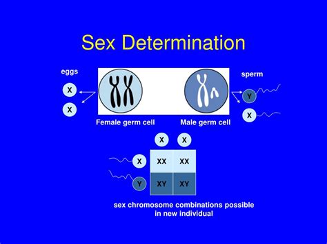 ppt chromosomes and human genetics powerpoint presentation free download id 5715676