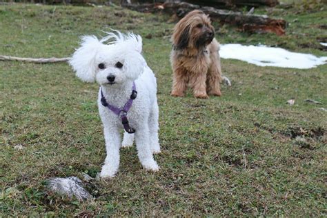 The Top 4 Bichon Frise Haircut Styles The Dog People By