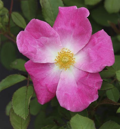Nearly Wild Floribunda Rose Introduced By Dr Walter D Brownell In 1941 Flickr